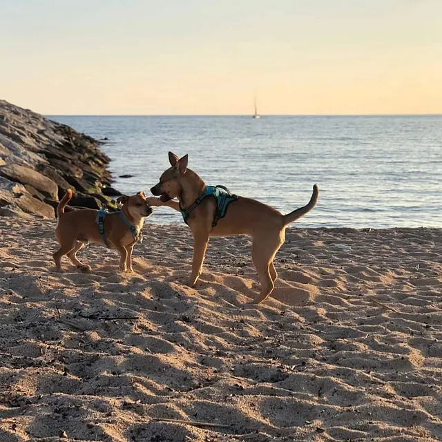 Inseparables chica y perro en mar