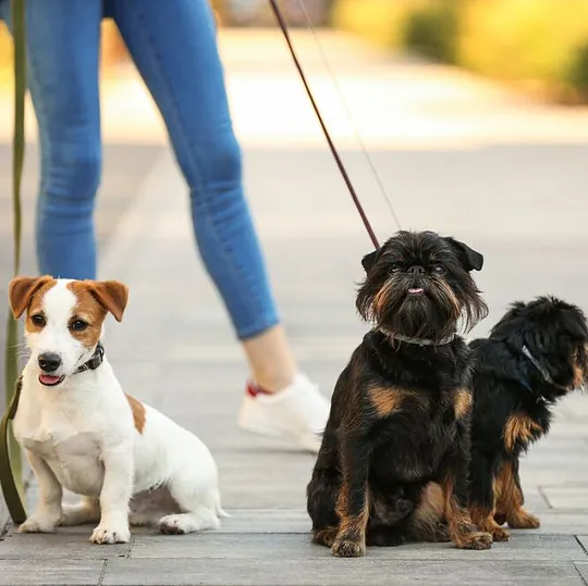 Perros paseando