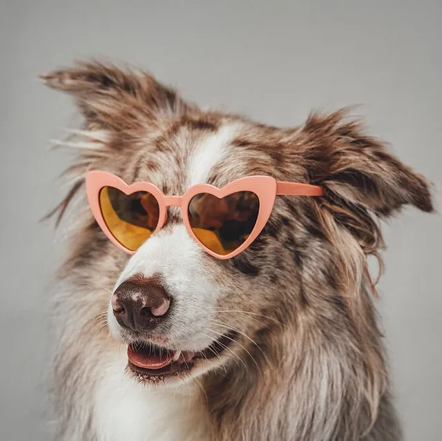 Perro con gafas