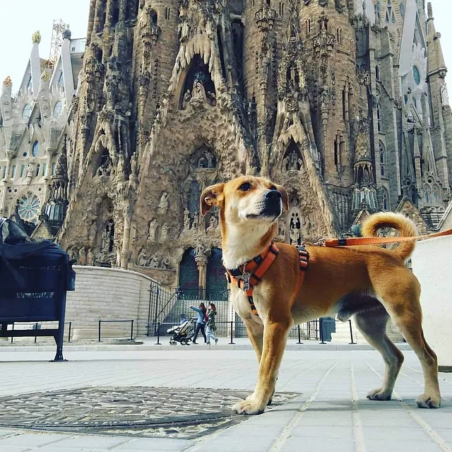 Inseparables perro en camino